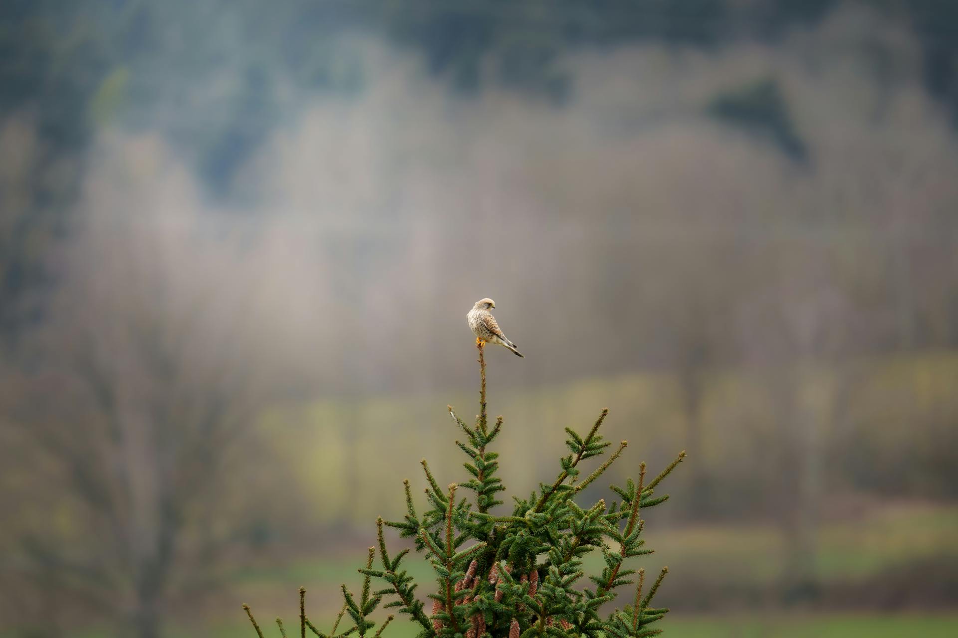 A European kestrel rests atop a pine tree in a serene German landscape, capturing nature's tranquility.