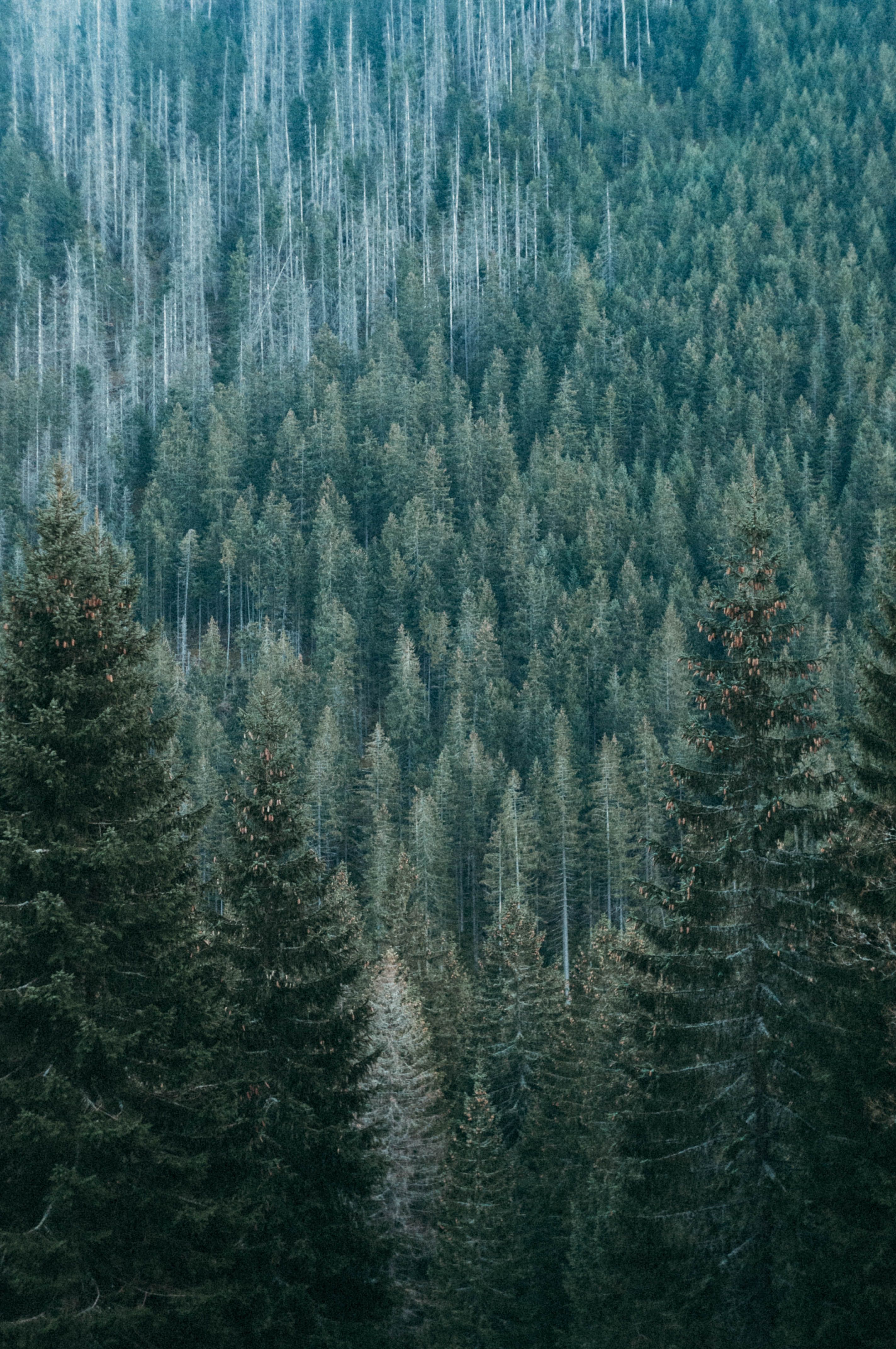 Stunning aerial view of a vast evergreen forest, capturing the serene beauty and green richness of nature.