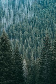 Stunning aerial view of a vast evergreen forest, capturing the serene beauty and green richness of nature.