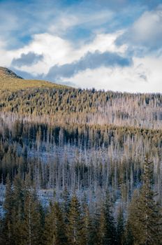 A picturesque view of a dense, verdant forest beneath a cloudy sky in early spring.
