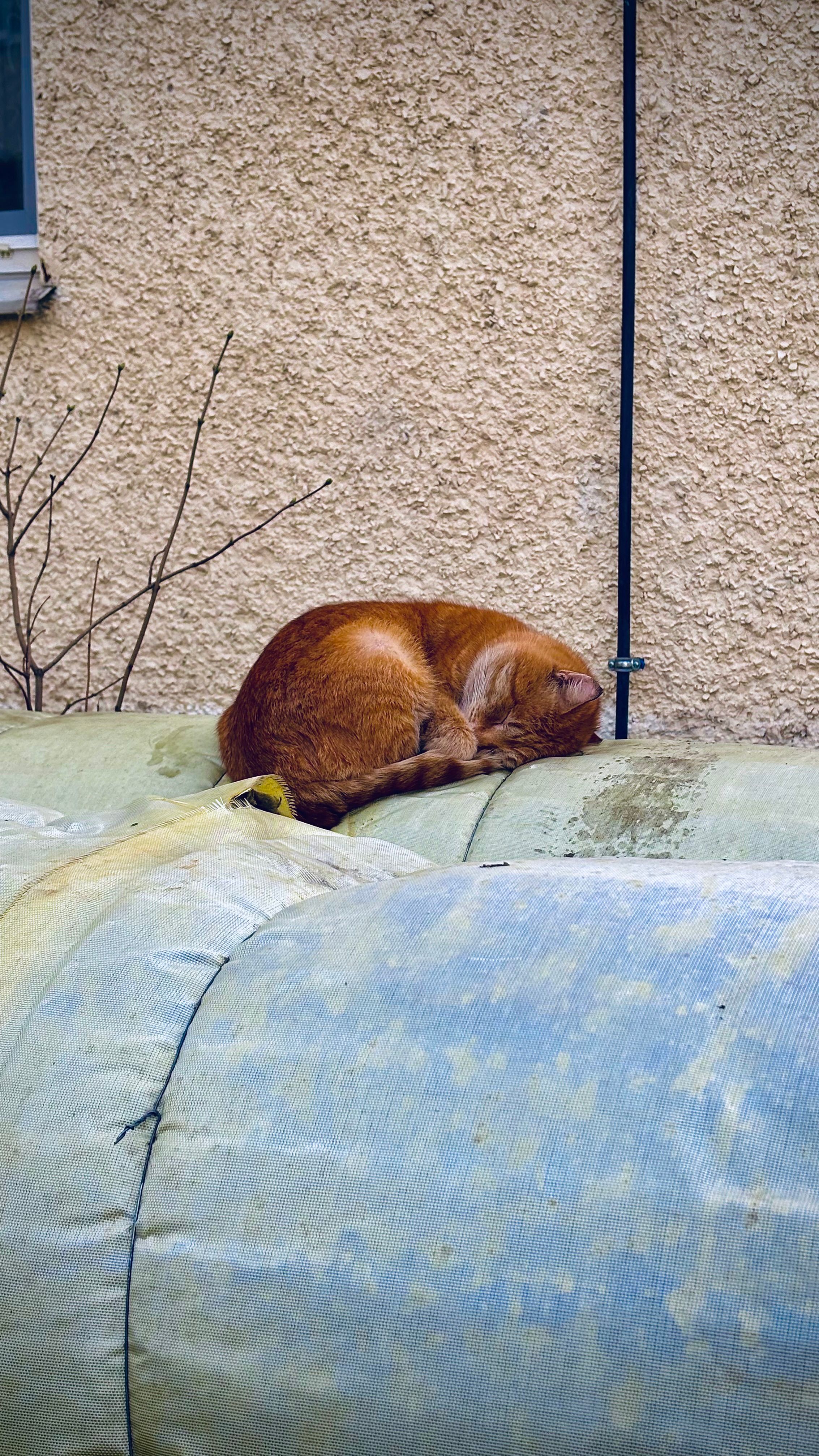 Sleeping Ginger Cat on Outdoor Pipe · Free Stock Photo
