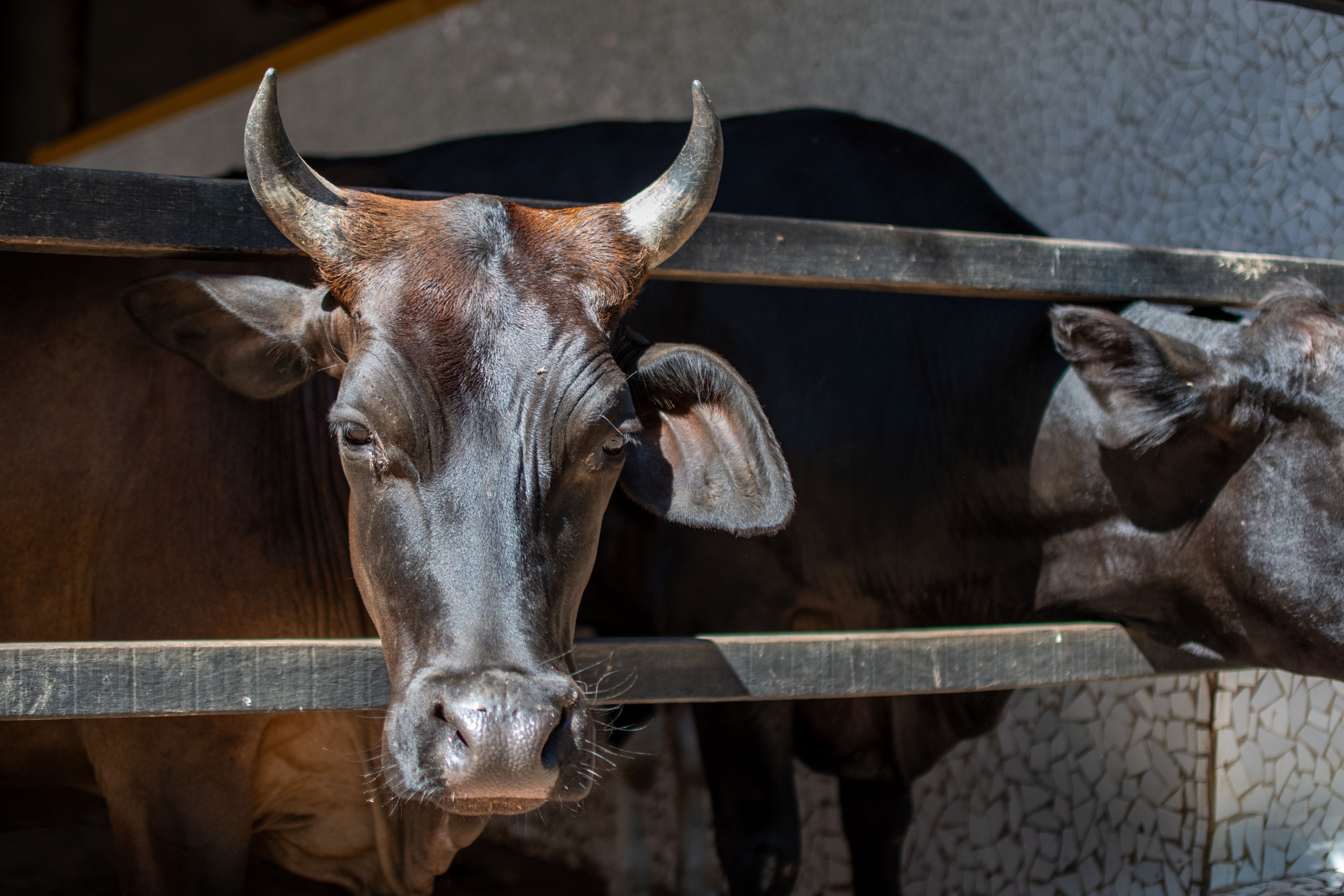 Visit a working cattle ranch