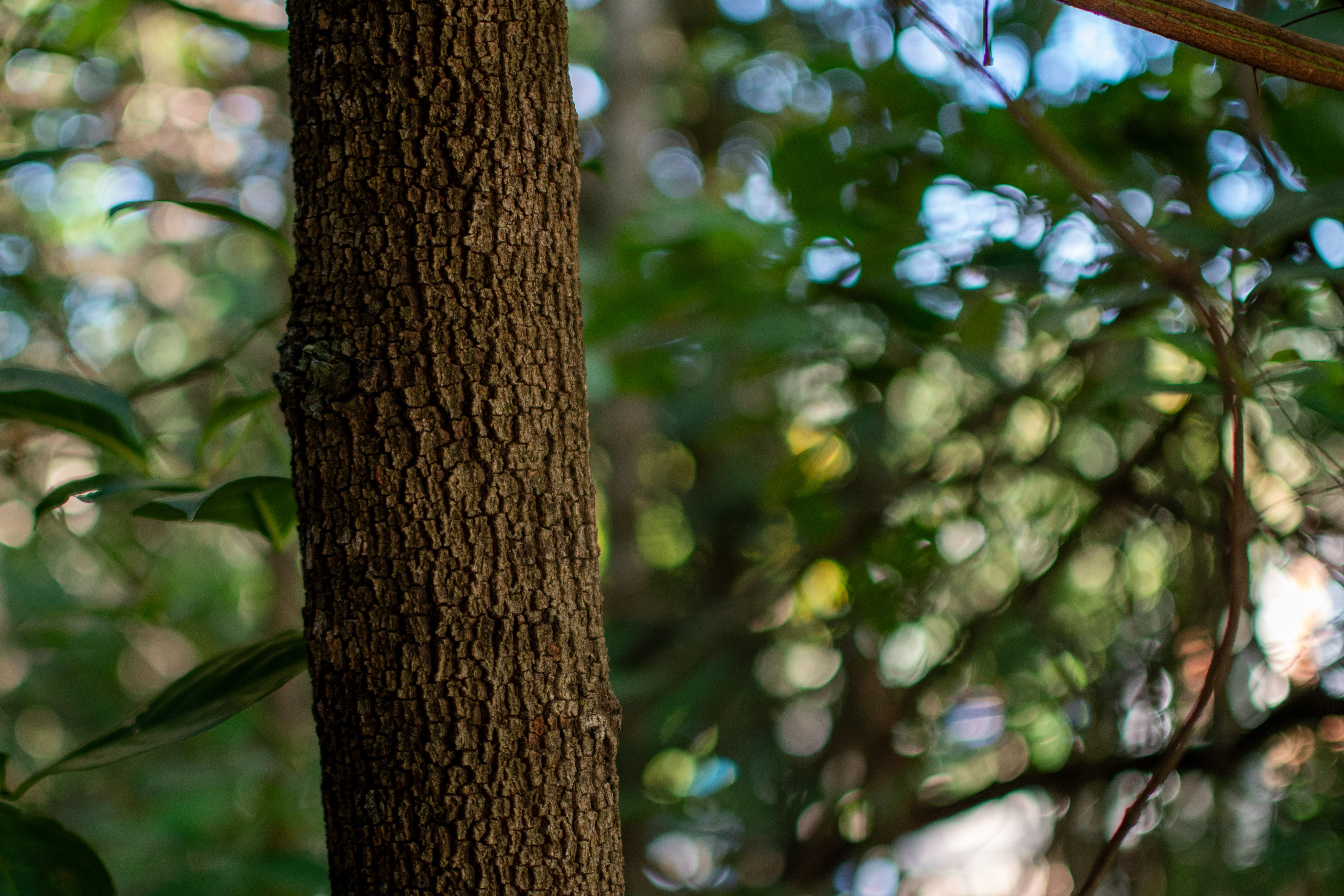 Close-up of a Tree Trunk in Lush Forest · Free Stock Photo