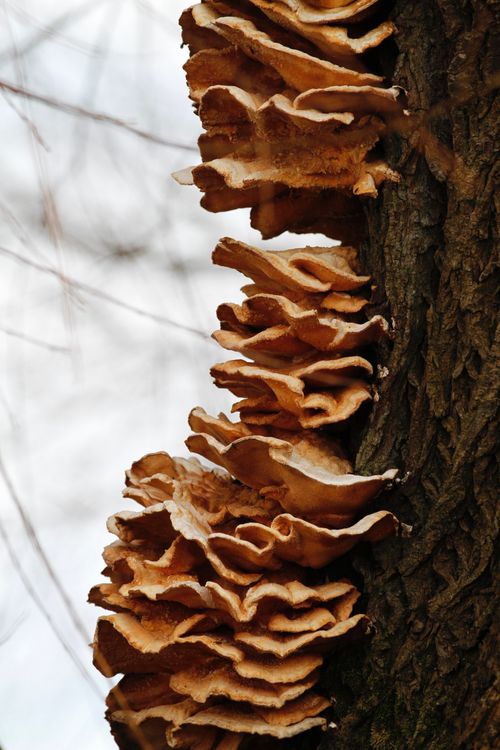 Free Brown fungi grow on a tree trunk, showcasing nature's unique textures. Stock Photo