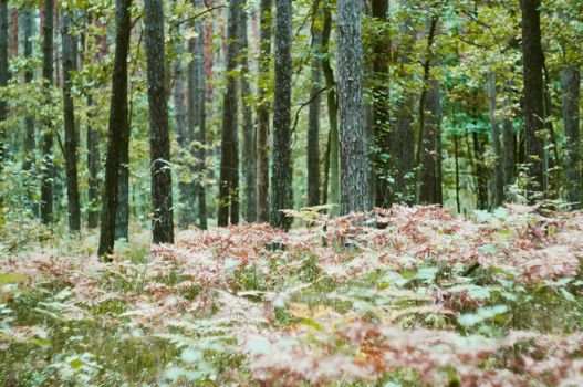 Relaxing forest with lush greenery and ferns in Mazowieckie, Poland.