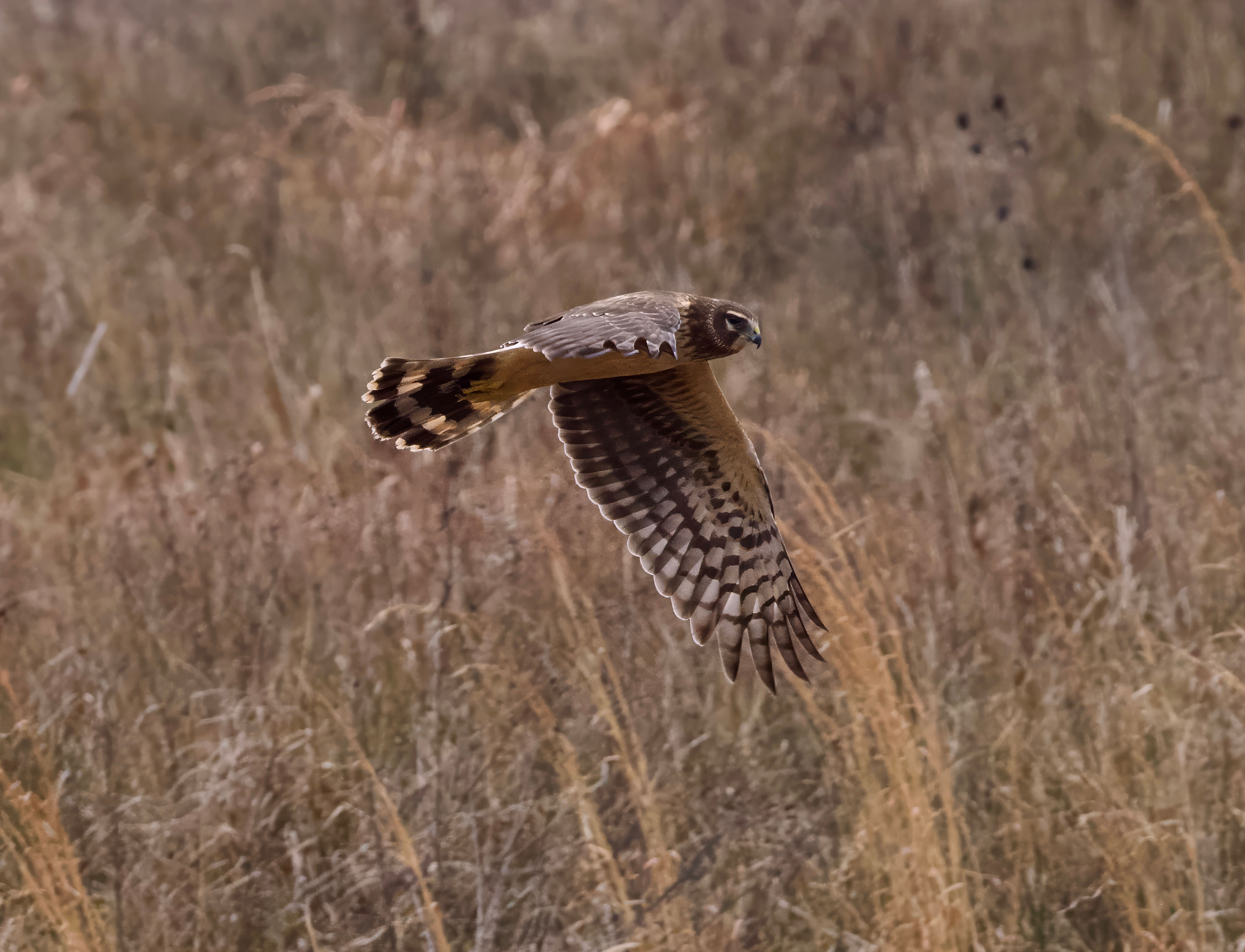 Majestic Northern Harrier in Flight over Grassland · Free Stock Photo