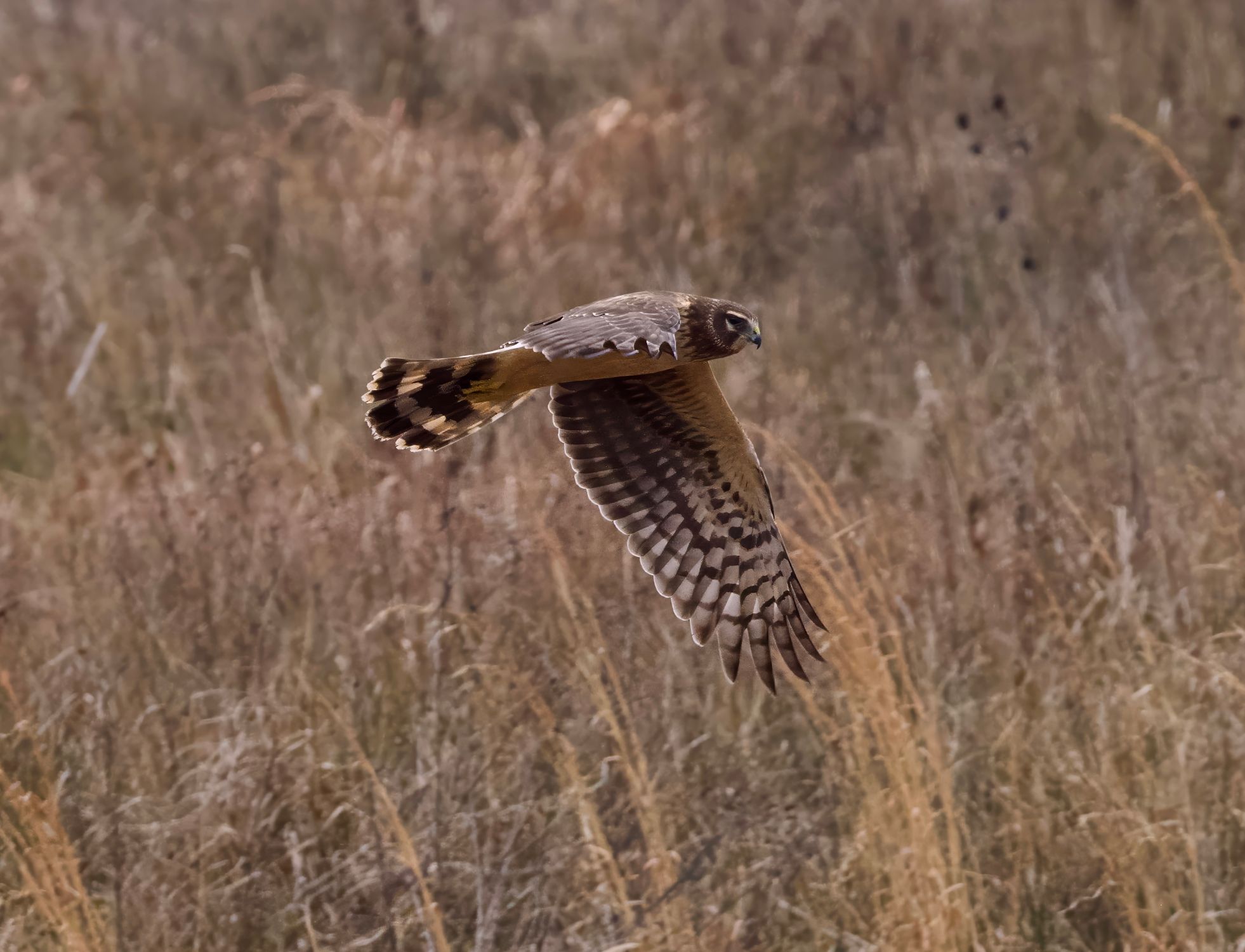 Majestic Northern Harrier in Flight over Grassland · Free Stock Photo