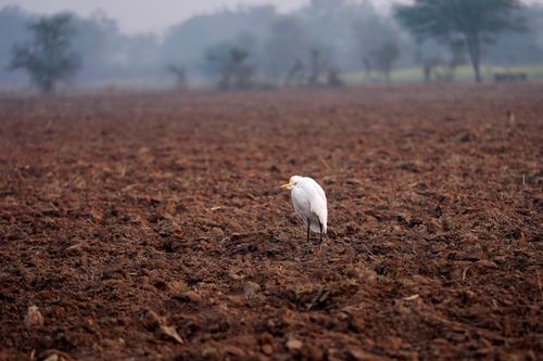 Free A cattle egret stands alone in a plowed field, embodying serene nature. Stock Photo
