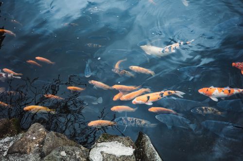 Un étang rempli de nombreux poissons koï orange, blancs et noirs nageant dans une eau sombre, avec le reflet d'arbres nus et des rochers au premier plan.