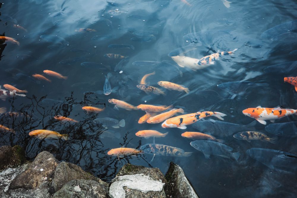 Un étang rempli de nombreux poissons koï orange, blancs et noirs nageant dans une eau sombre, avec le reflet d'arbres nus et des rochers au premier plan.