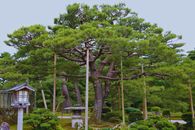 Serene Pine Tree in Kenrokuen Garden, Kanazawa · Free Stock Photo