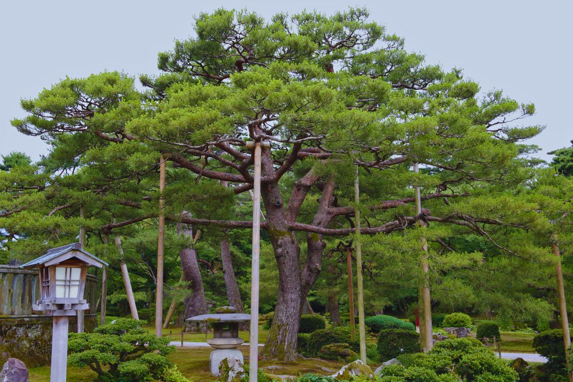 Serene Pine Tree in Kenrokuen Garden, Kanazawa · Free Stock Photo