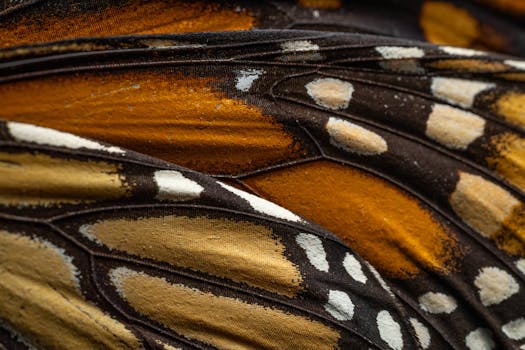 Detailed macro of monarch butterfly wing showing vibrant patterns.