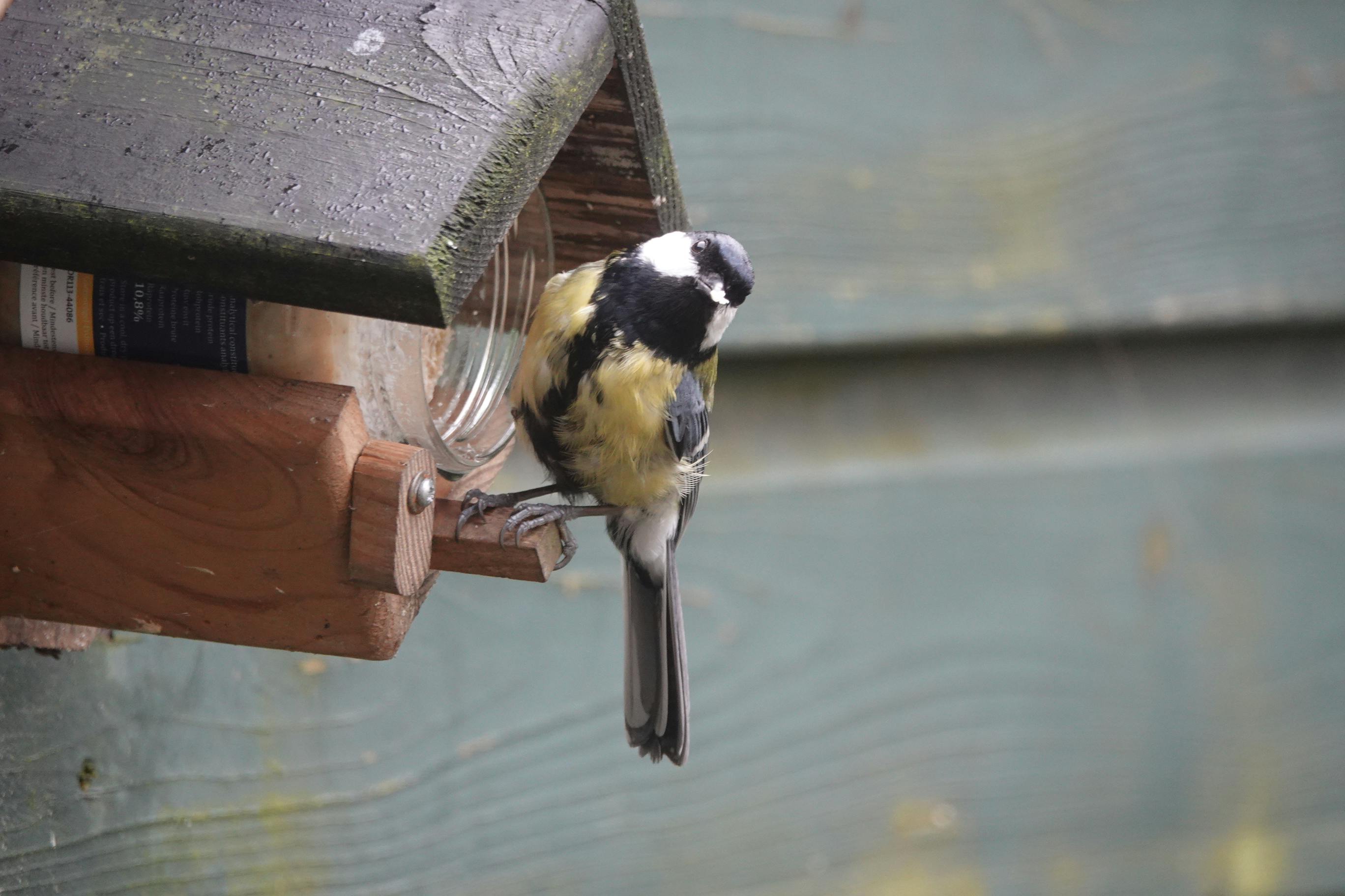 Bird Feeder In A Garden With Colorful Birds