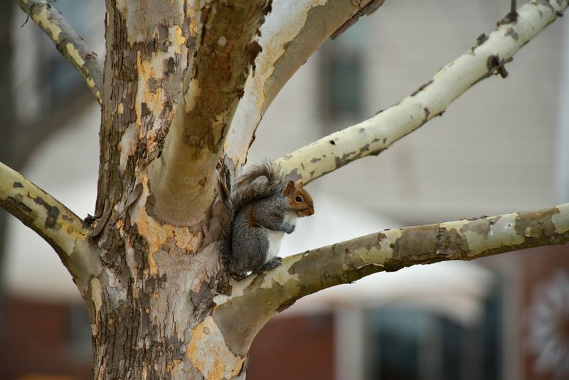 How to Keep Squirrels Out of Your Attic