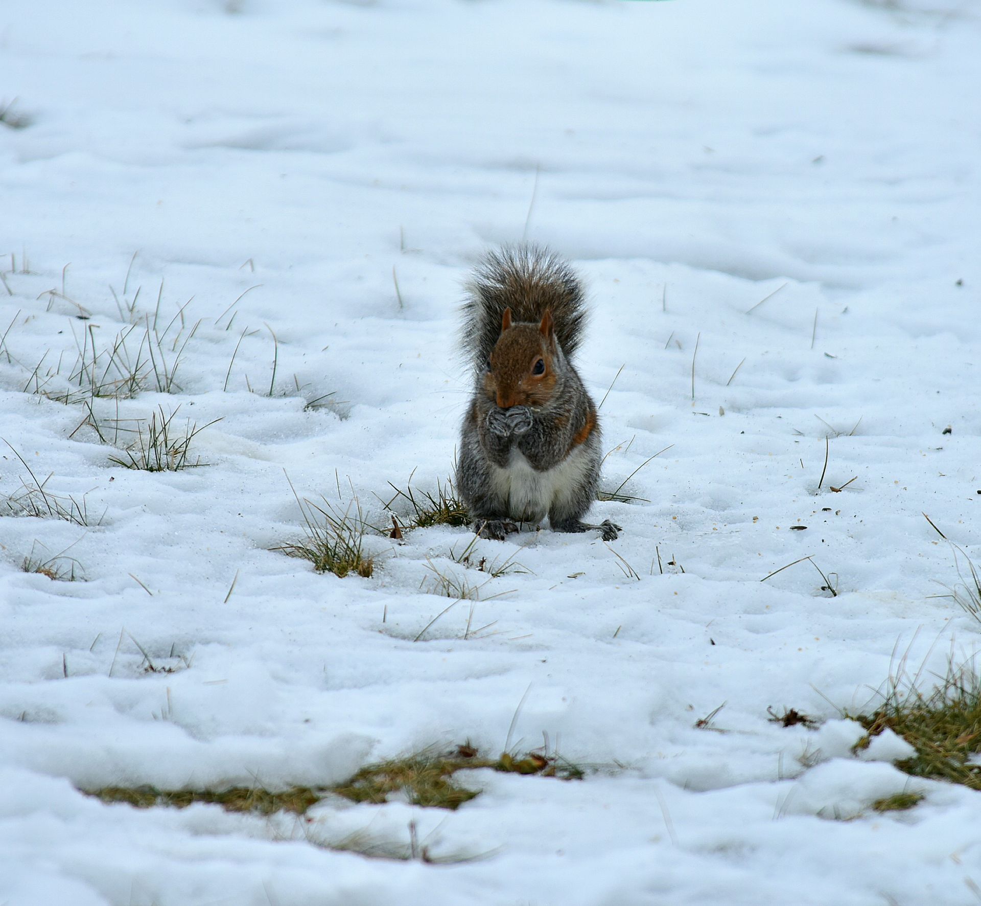 A gray squirrel searches for food in a snowy field during the winter season.