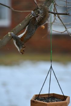 A squirrel skillfully hangs upside down from a branch over a feeder.