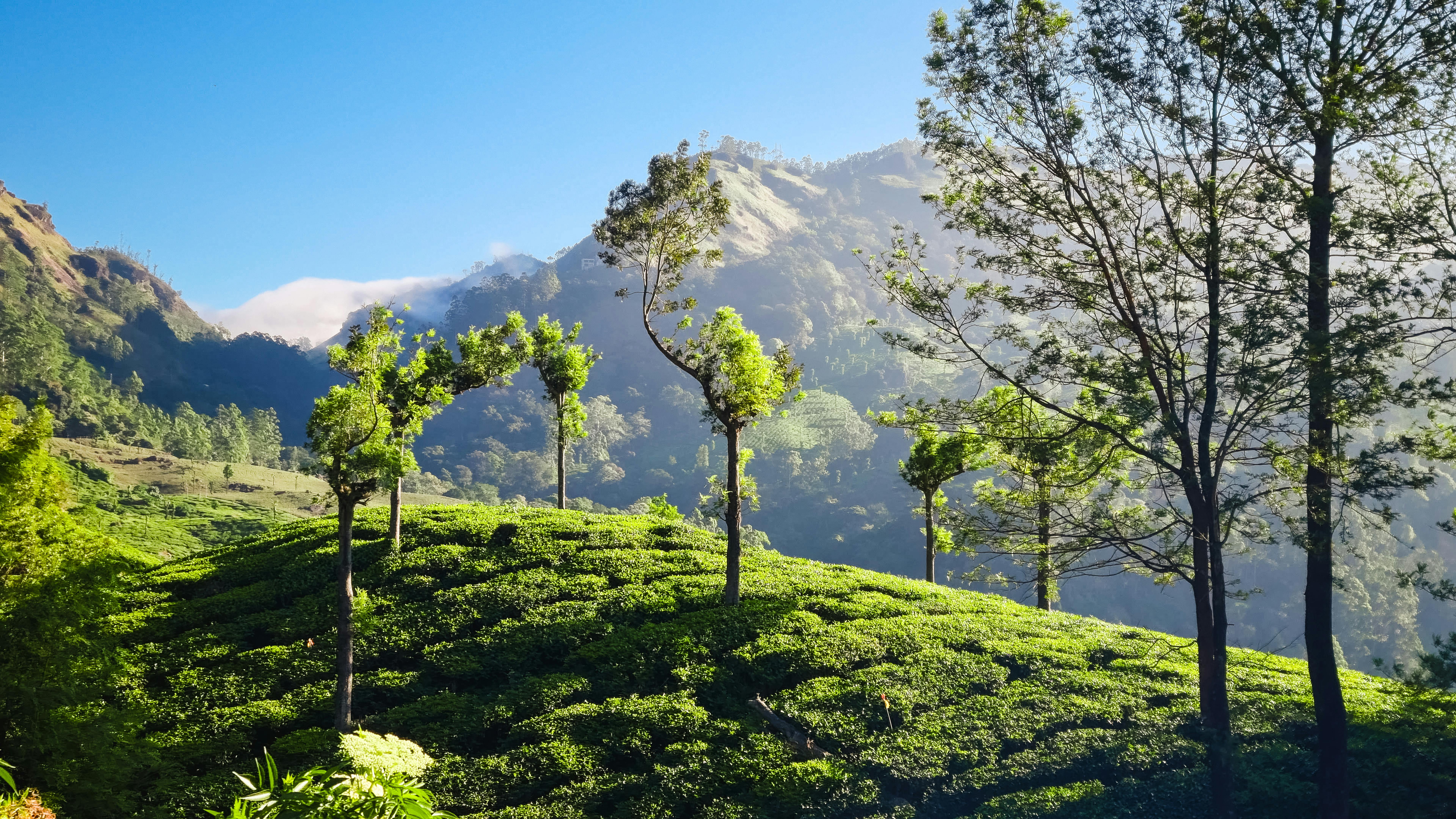 Kerala – Munnar 2