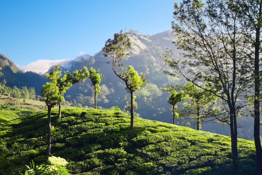 Kerala – Munnar 2