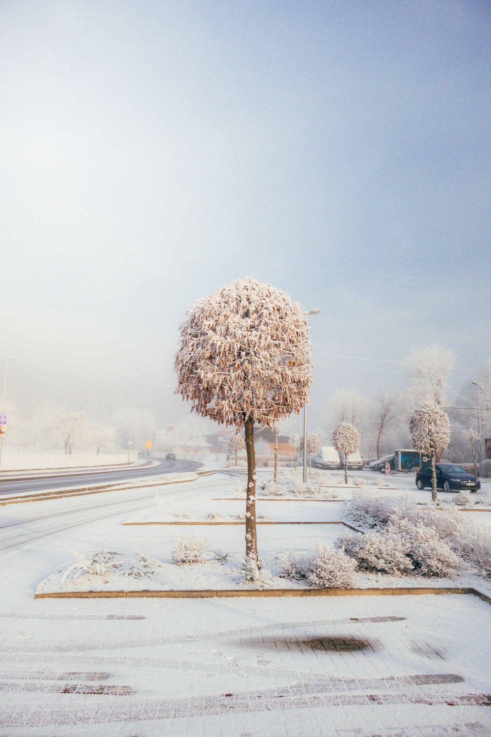 Frost-Covered Winter Landscape with Tree · Free Stock Photo