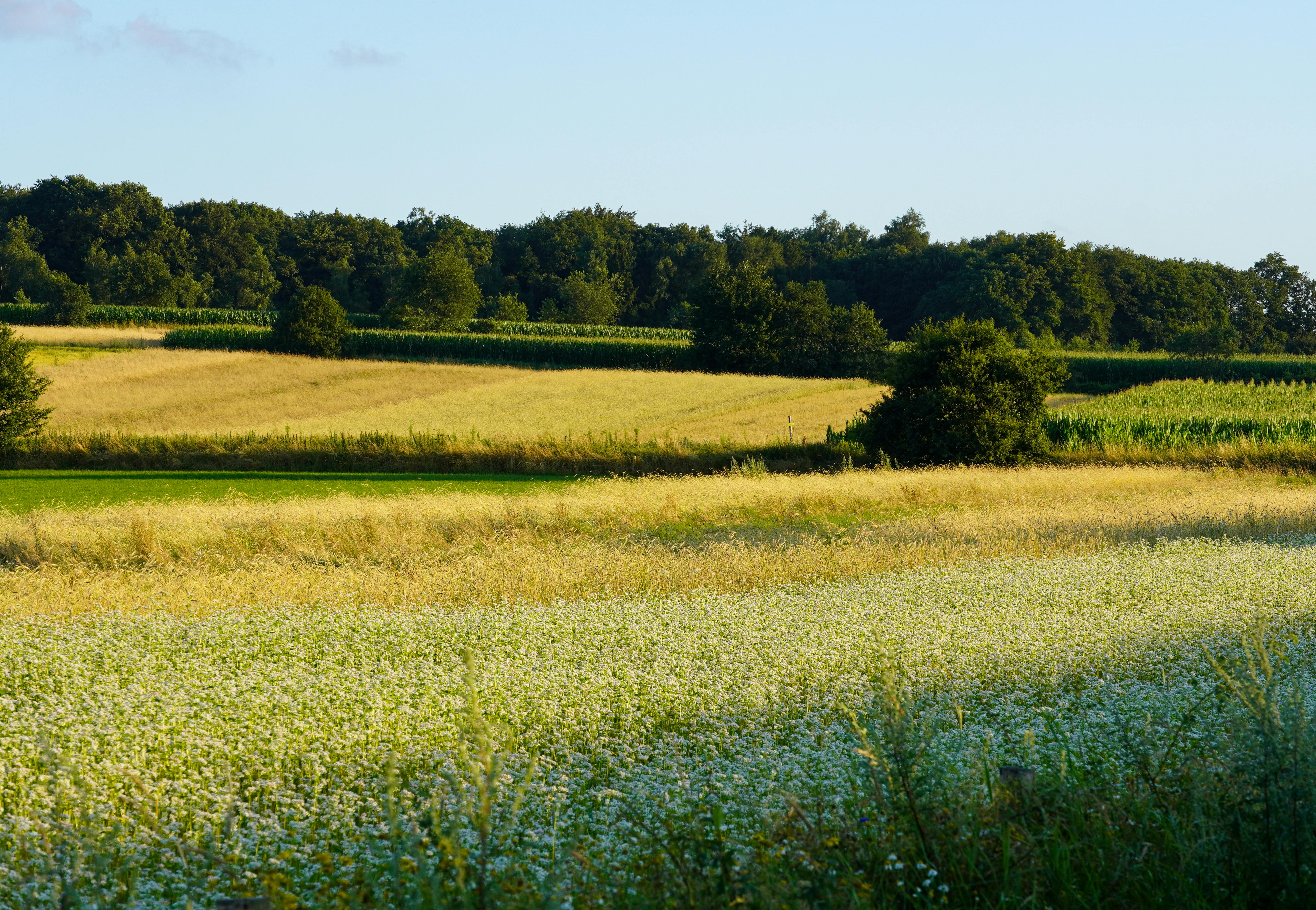 Beautiful summer landscape of fields and trees in Achterberg, Utrecht, Netherlands.