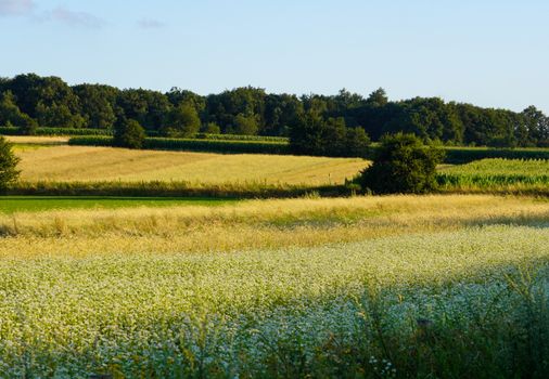 Magnifique paysage d'été de champs et d'arbres à Achterberg, Utrecht, Pays-Bas.