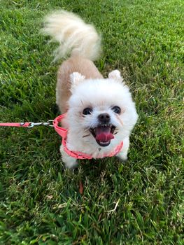 Cute Pomeranian dog on a walk in a grassy field, looking excited and alert.