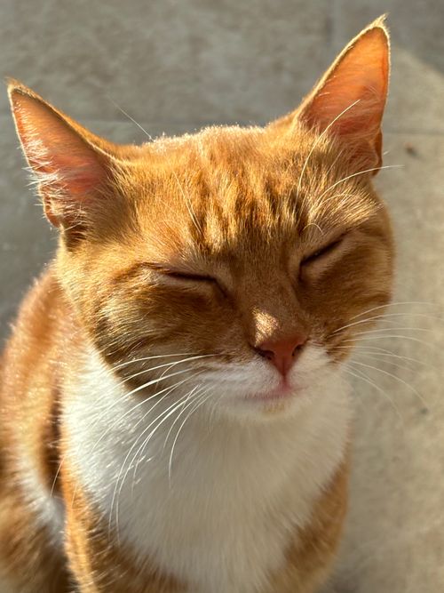 Free Close-up of a ginger cat basking in warm sunlight, eyes closed in a relaxed pose. Stock Photo