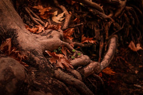 Macro Photography of Brown Leaves in Roots