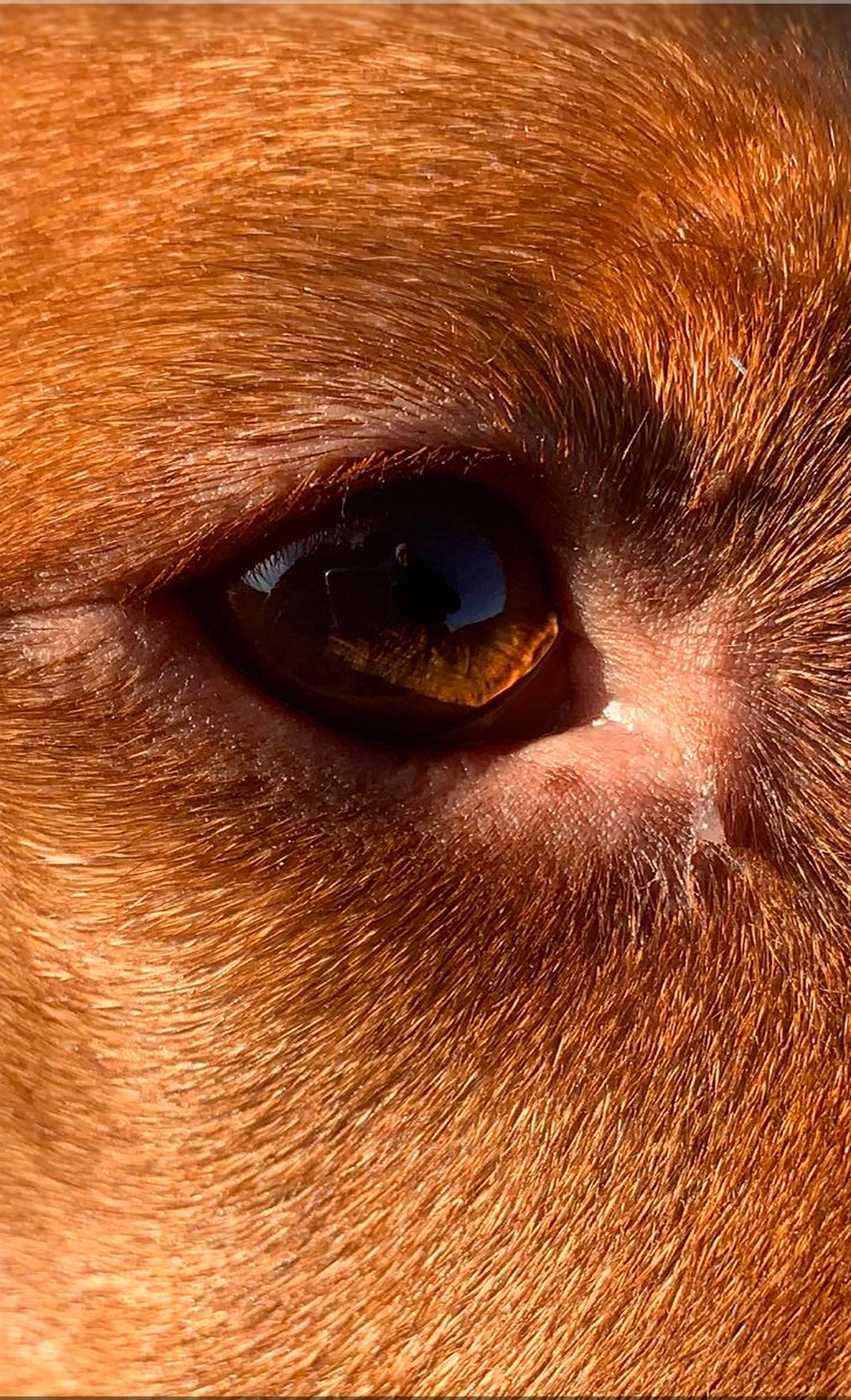 How to catch a dog’s best expression in the park — background, light, and distance shape the frame