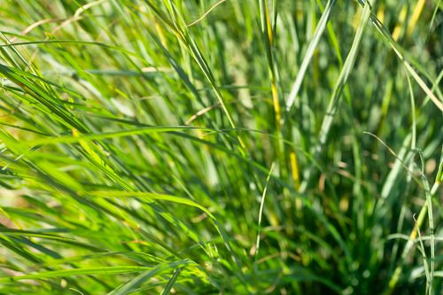 Free stock photo of artistic background, blades of grass, close-up Stock Photo