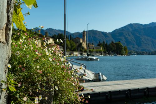 Free stock photo of flowers, italy, lake Stock Photo