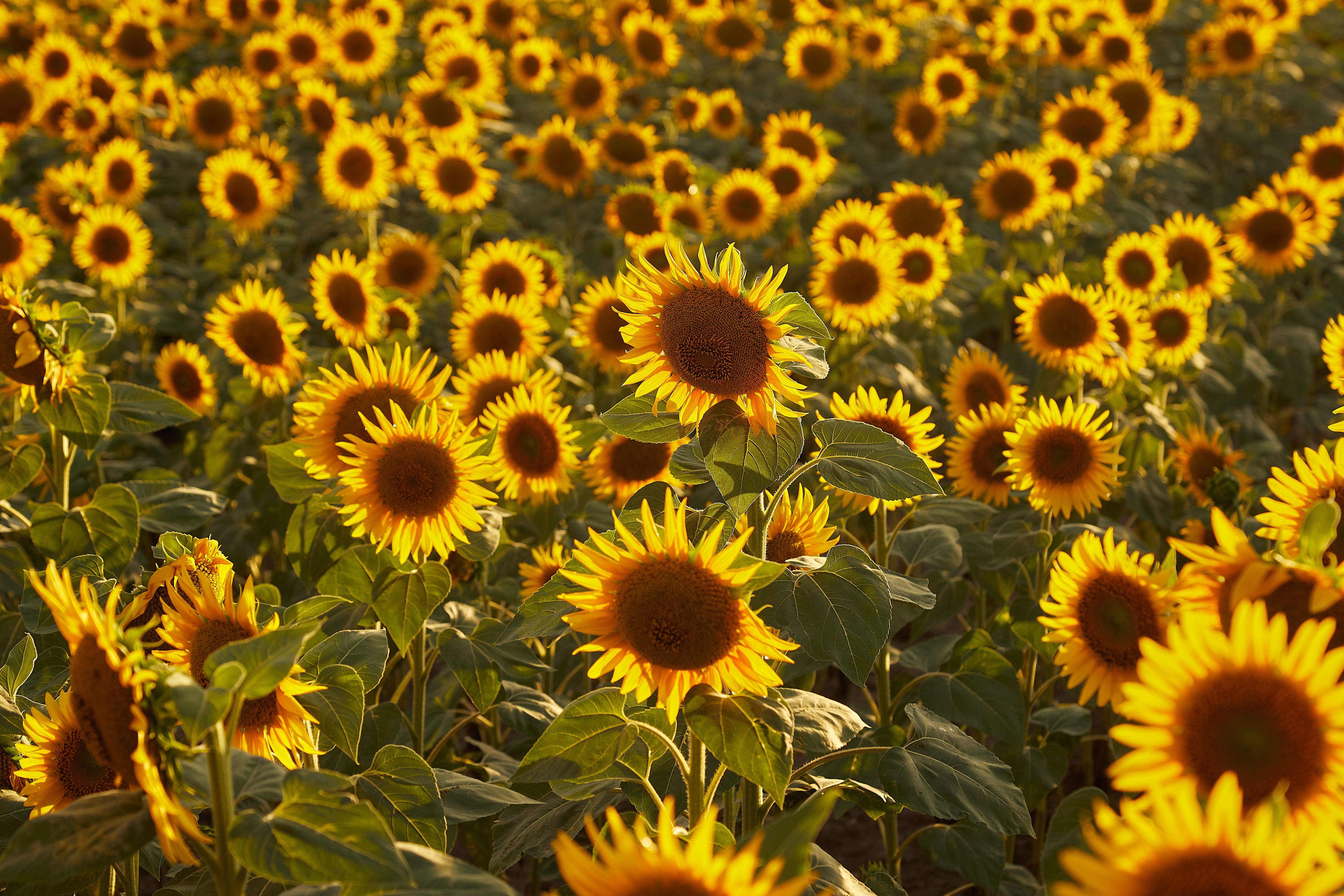 Vibrant Sunflower Field in Golden Light · Free Stock Photo