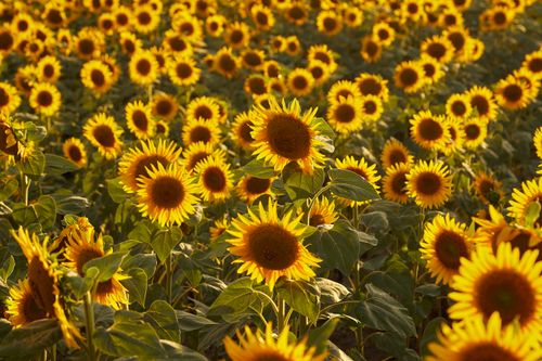 Free Lush sunflower field basked in golden sunlight, showcasing vibrant blooms in summer. Stock Photo