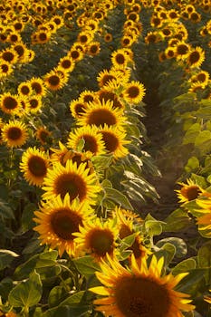 A vibrant field of sunflowers illuminated by the setting sun, capturing the essence of summer.