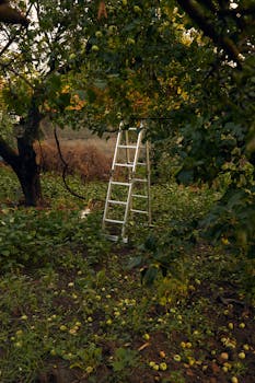 Ladder in an apple orchard during harvest season, surrounded by greenery.