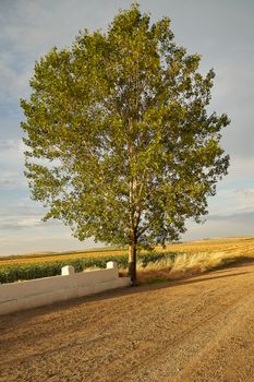 Tall tree standing alone by a dirt road under clear summer sky.