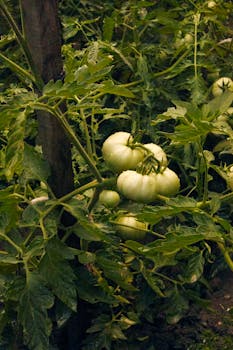 Close-up of green tomatoes ripening in a lush outdoor garden setting.