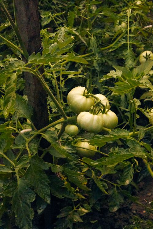Free Close-up of green tomatoes ripening in a lush outdoor garden setting. Stock Photo