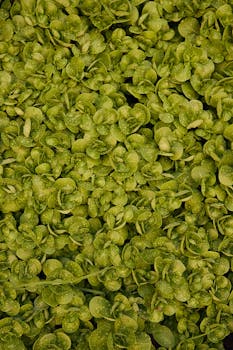 Close-up of dense green plant leaves creating a vibrant natural background, ideal for nature-themed projects.
