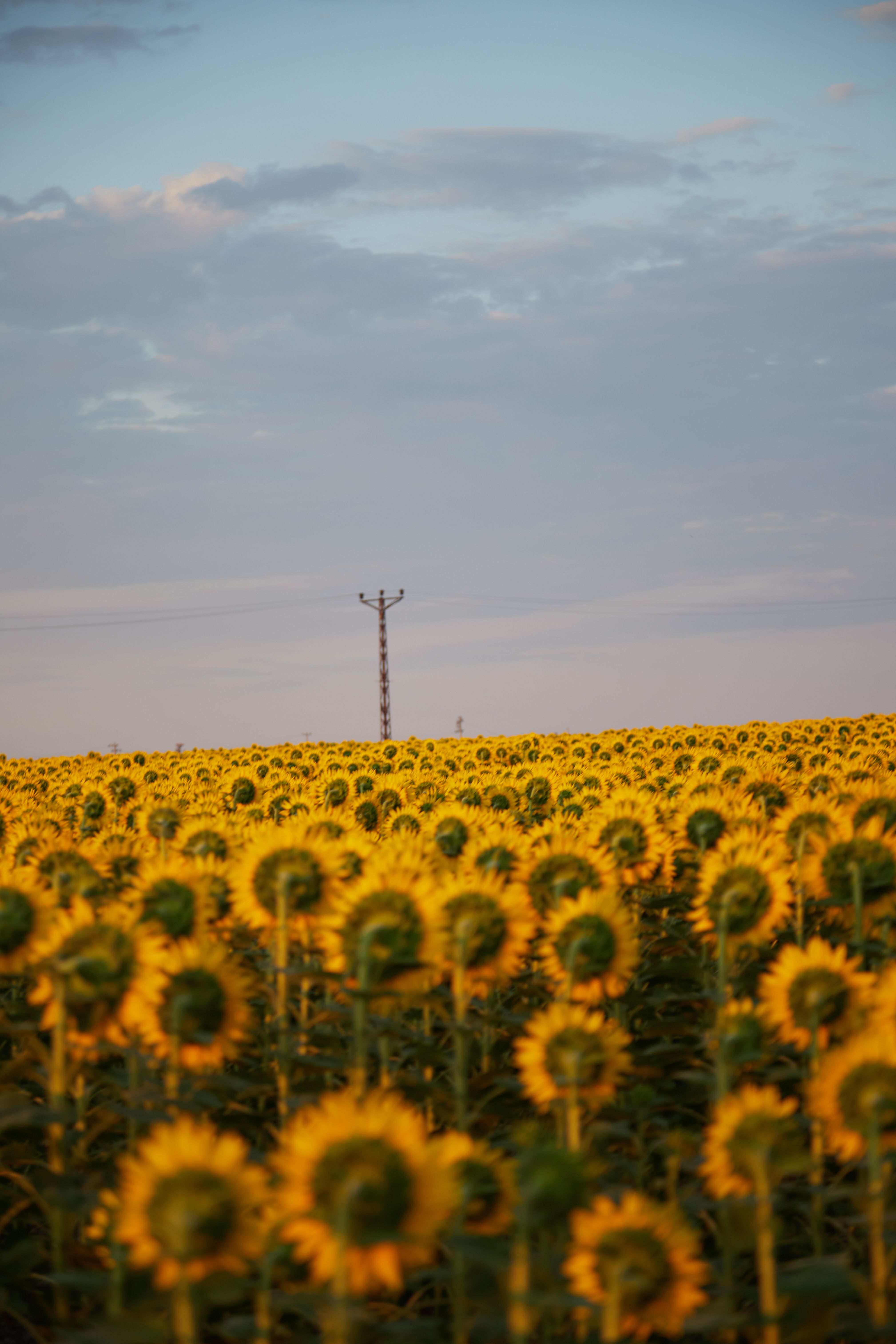 Sunflower Field at Sunset: Vibrant Summer Scene · Free Stock Photo