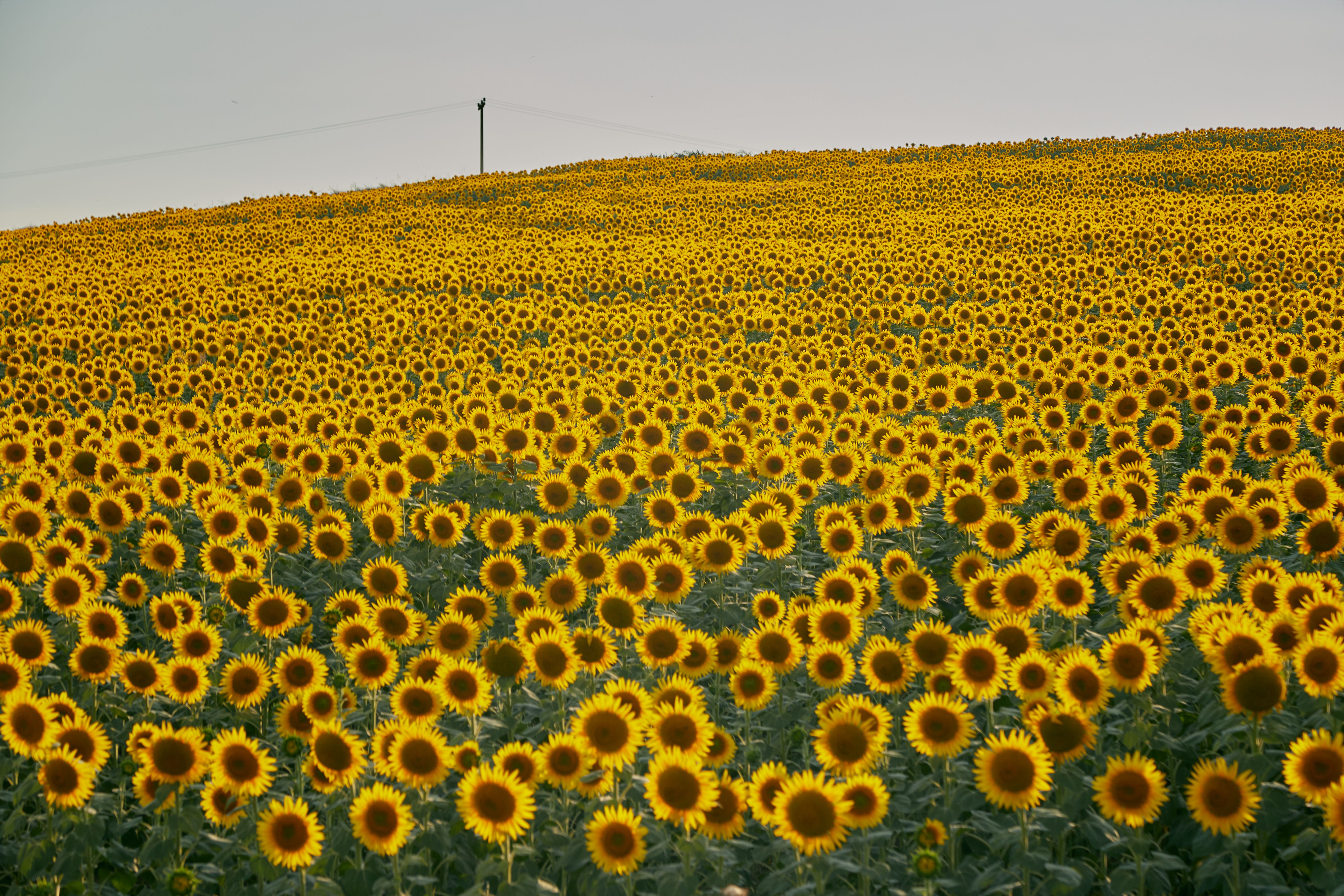 Vast Sunflower Field Under Clear Sky · Free Stock Photo