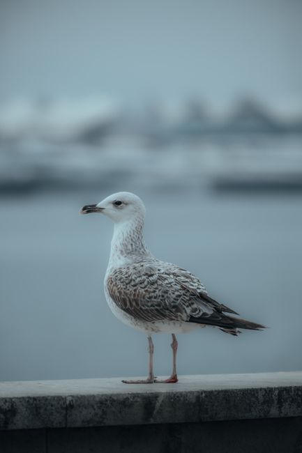 A detailed portrait of a seagull standing by the sea, showcasing its feathers and natural beauty.