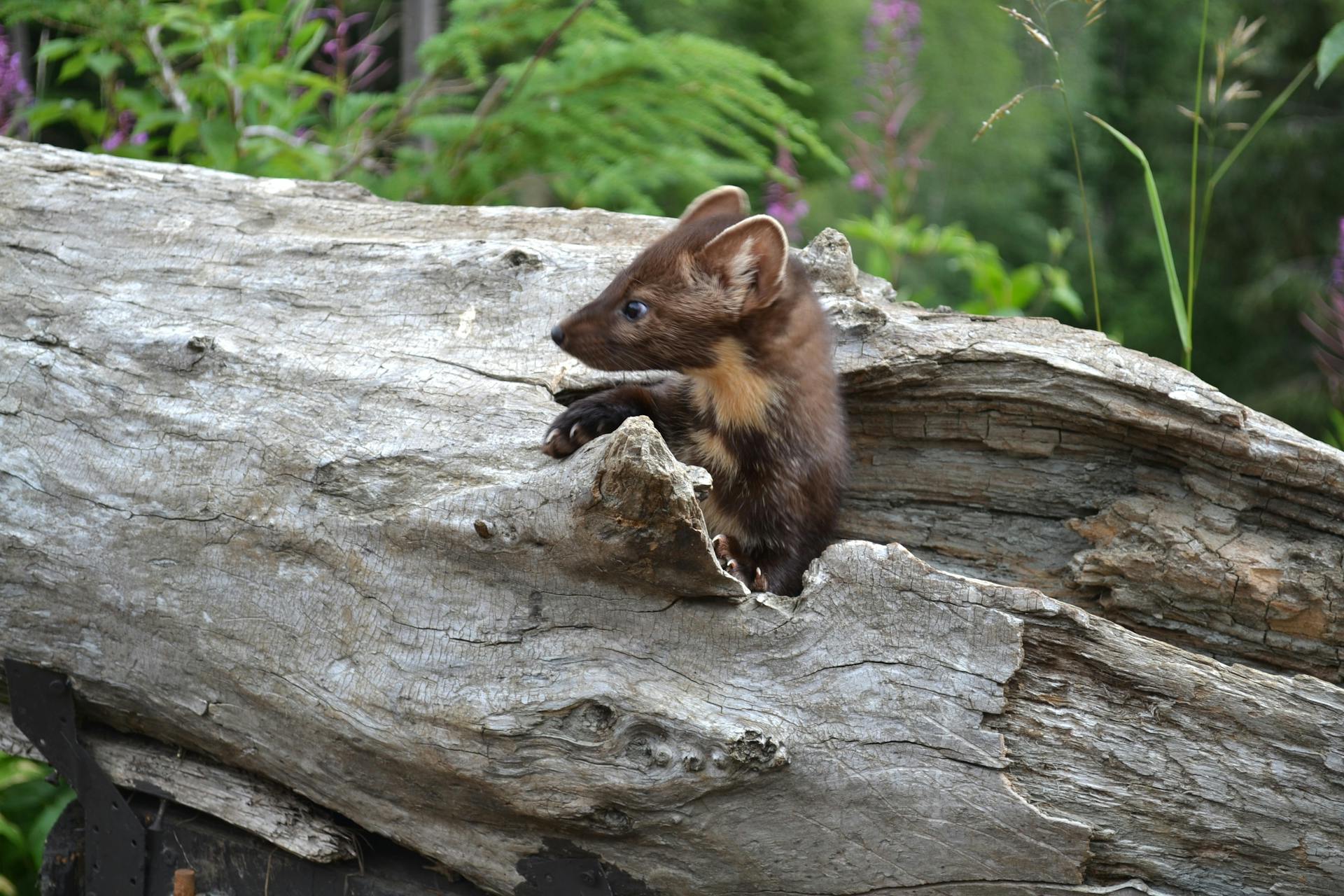 A curious American Pine Marten sits on a log, showcasing Alaskan wildlife beauty.