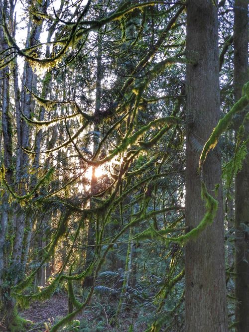 Free stock photo of a forest, among trees, background greenery Stock Photo