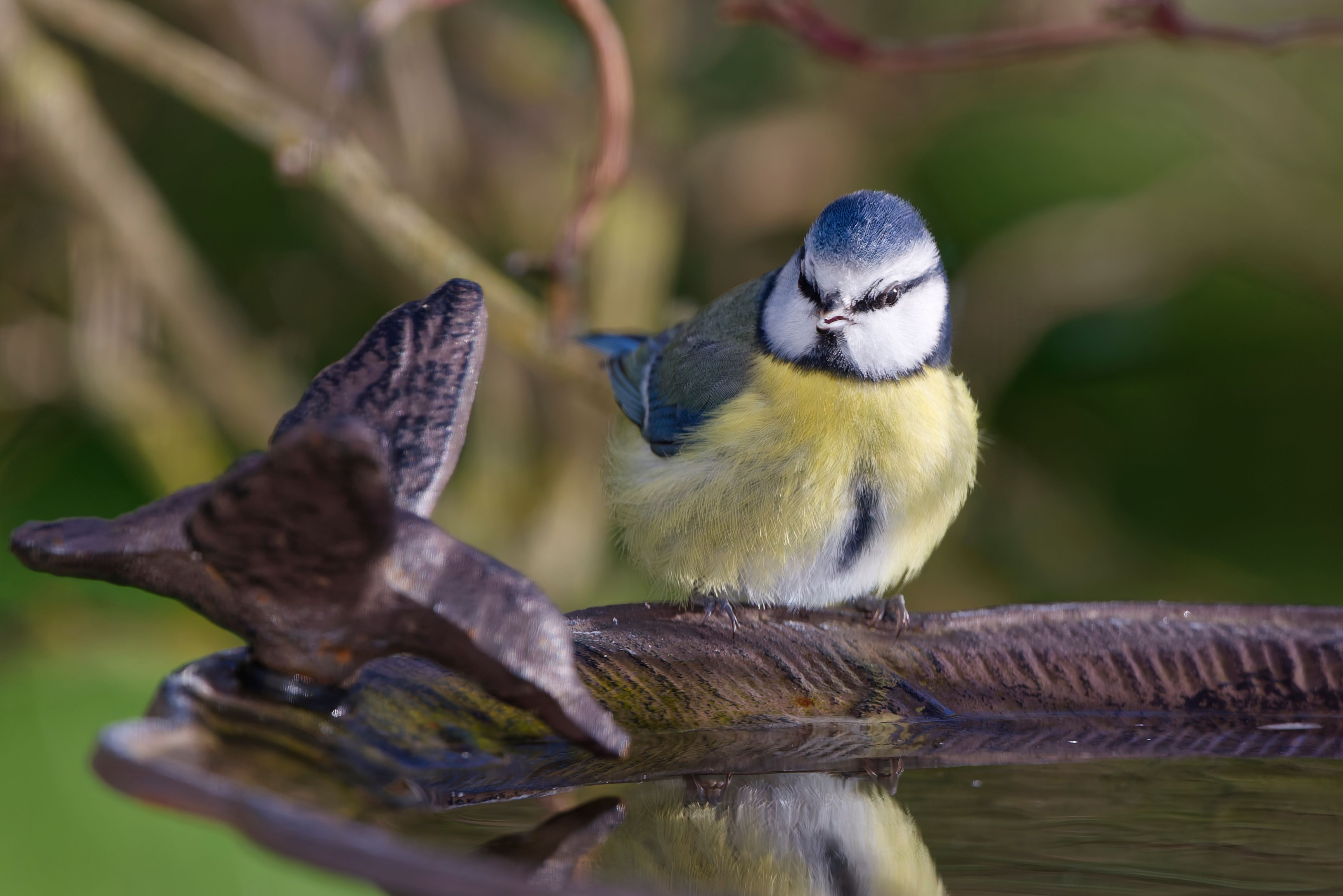 Hangend vogelbad tussen weelderige groene bladeren.