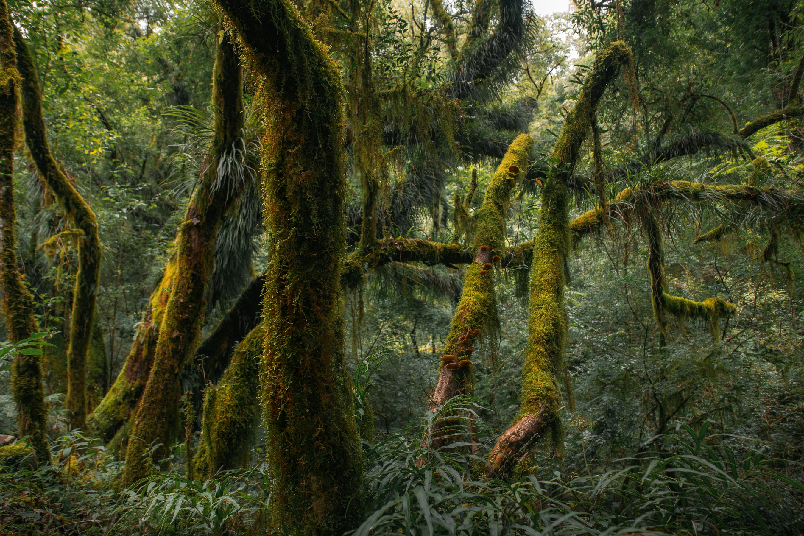 Photo of San Lorenzo