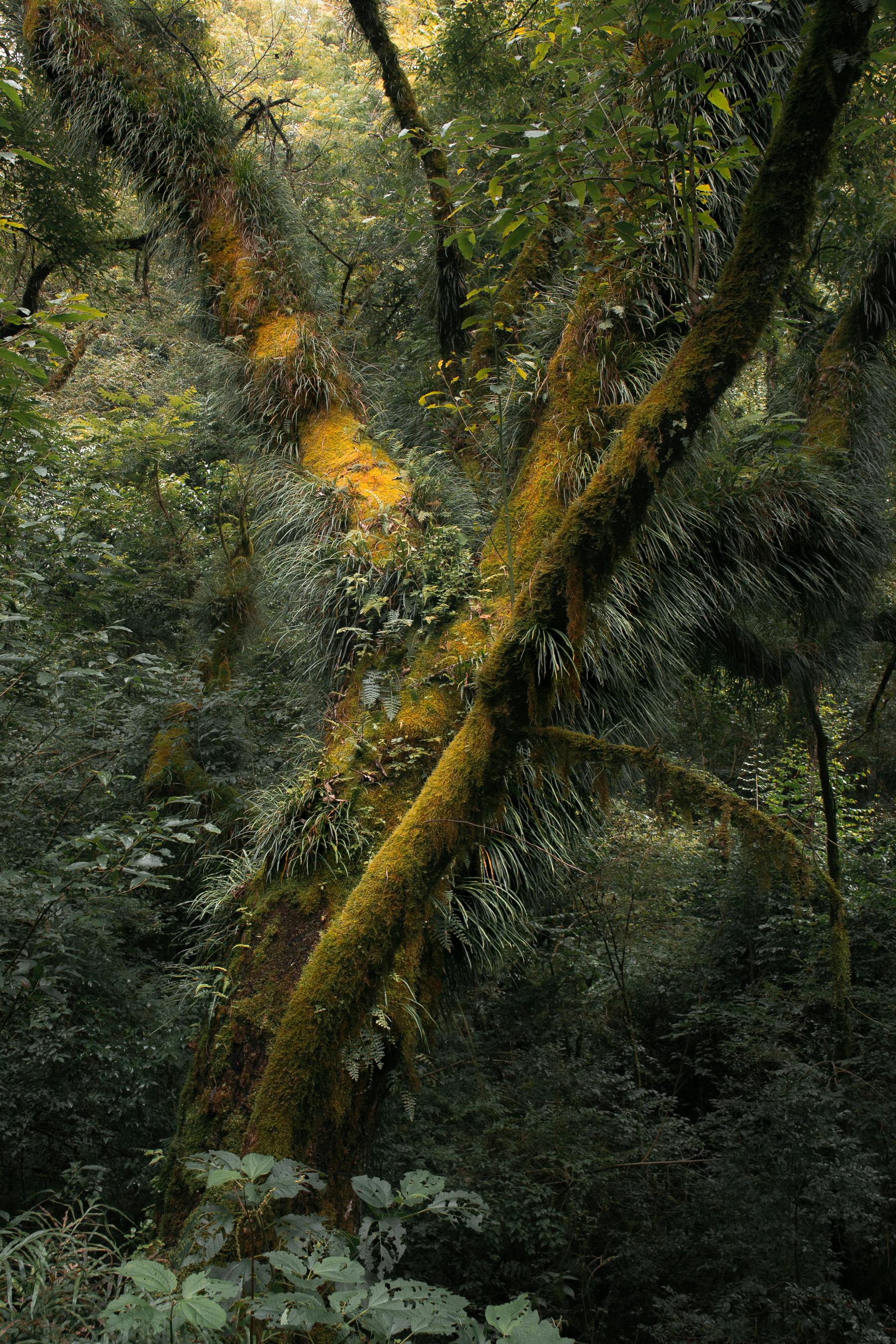 A vibrant, moss-covered tree stands amidst lush vegetation in a dense forest.