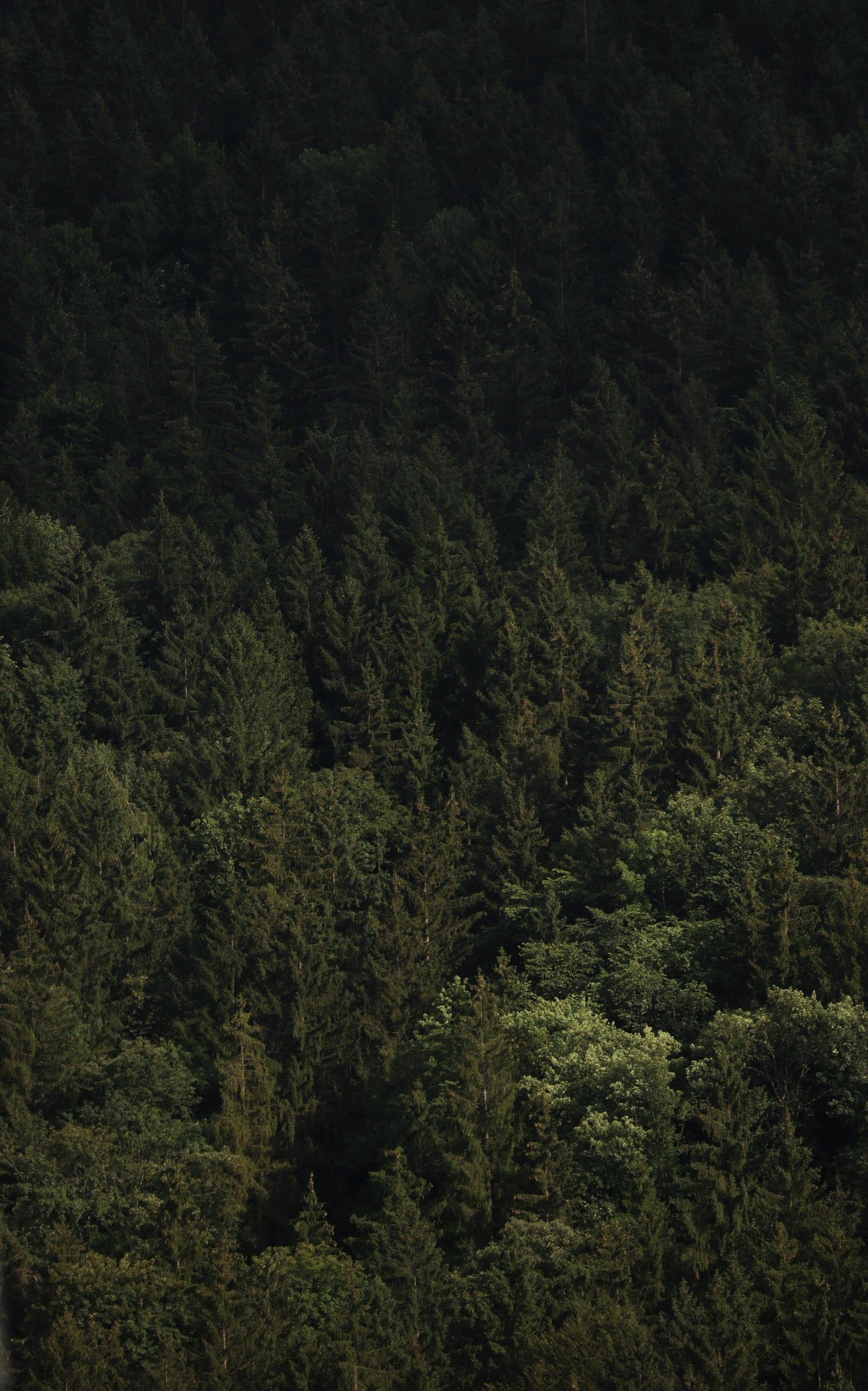 Aerial view of dense evergreen forest in Žilina Region, Slovakia, showcasing lush vegetation during summer.