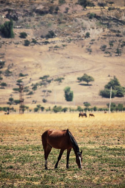 Tranquil image of a brown horse grazing peacefully in a vast, sunlit pasture with a hilly background.